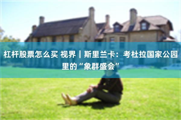 杠杆股票怎么买 视界｜斯里兰卡：考杜拉国家公园里的“象群盛会”